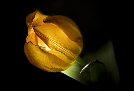 Tulipの写真素材