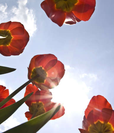 Tulips in spring sunの写真素材