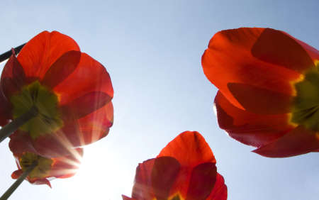 Tulips in spring sunの写真素材