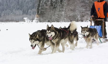 Dog-sledding with huskies の写真素材