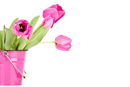 Beautiful pink tulips isolated on whiteの写真素材