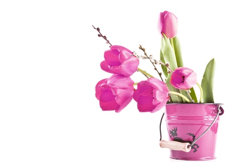 Beautiful pink tulips isolated on whiteの写真素材