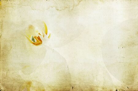 White orchid over vintage background の写真素材