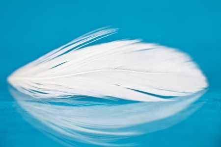 Close up on a feather with soft focus の写真素材