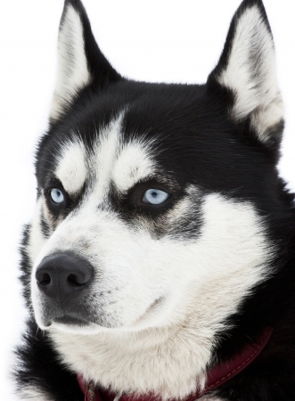Portrait of a siberian Husky dogの写真素材