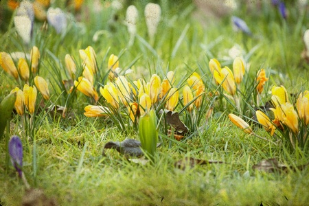 Vintage photo of spring field 