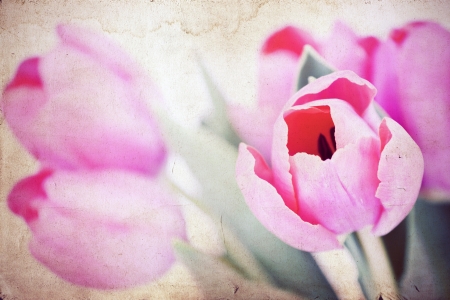 Vintage tulipsの写真素材