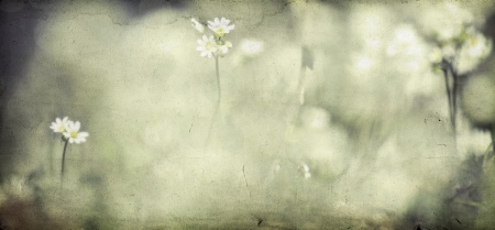Abstract floral background with soft focus and old paper texture の写真素材