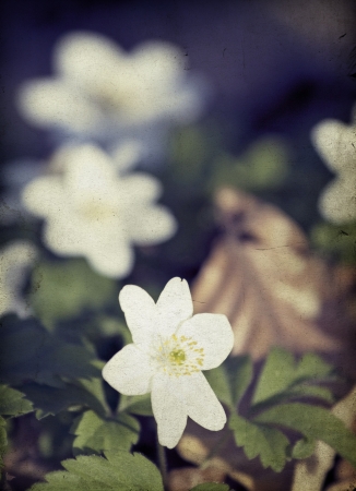 Abstract floral background with soft focus and old paper texture の写真素材