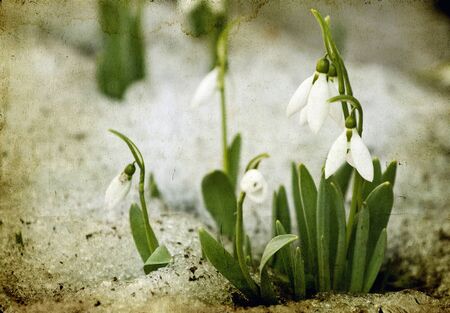 Snowdrop flowers on vintage background の写真素材