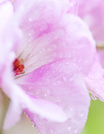 Close up on pink flowers  geranium  with shallow dofの写真素材