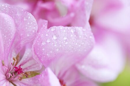 Close up on pink flowers  geranium  with shallow dofの写真素材