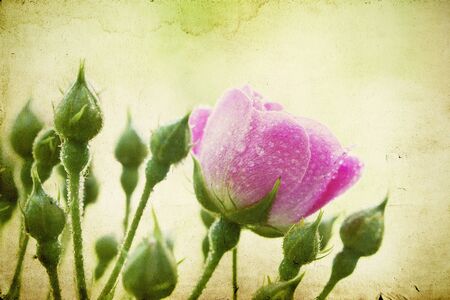 Pink roses on vintage backgroundの写真素材
