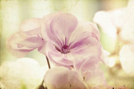 Vintage photo of pink flowers  geranium  with shallow dof の写真素材