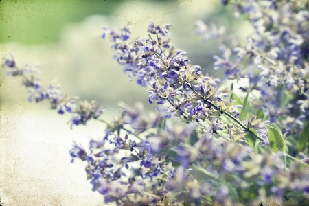 Vintage photo of sage  salvia  in the gardenの写真素材