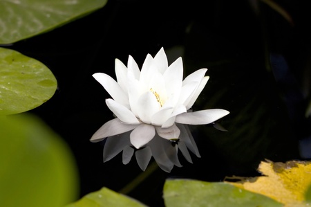 White water lily in a dark pondの写真素材