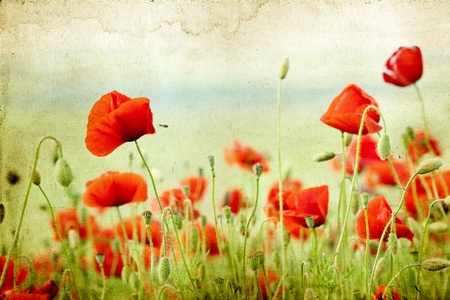 Poppies on green summer field in the sunsetの写真素材