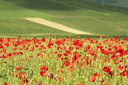 Poppies on green summer field in the sunsetの写真素材