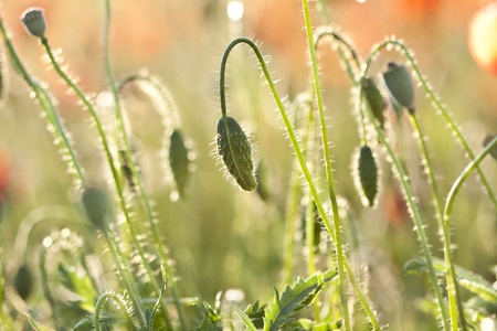 Poppies on green summer field in the sunsetの写真素材