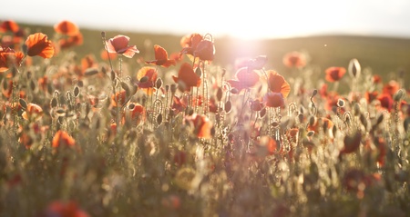 Poppies on green summer field in the sunsetの写真素材