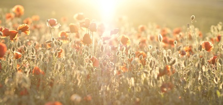 Poppies on green summer field in the sunset の写真素材