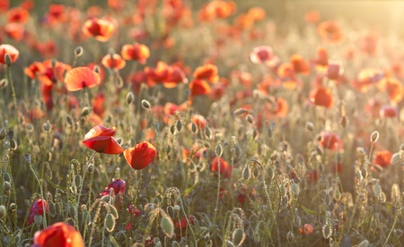 Poppies on green summer field in the sunset の写真素材