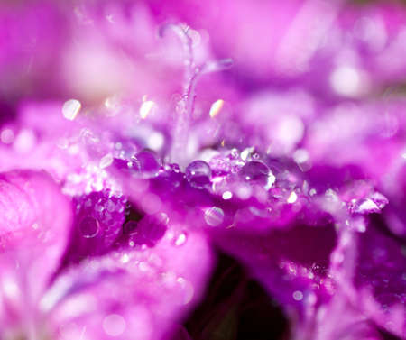 Water drops on a pink flower with shallow DOFの写真素材