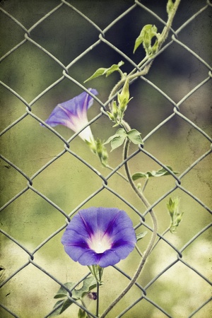 Morning glory growing up a fence  の写真素材