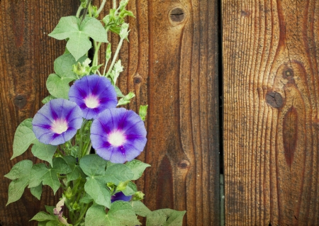 Morning glory on wooden background の写真素材