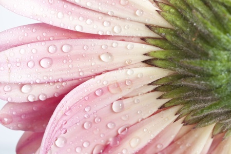 Closeup on gerbera daisy flower with water dropsの写真素材