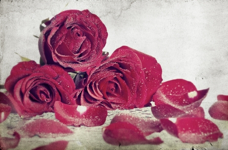 Vintage red roses の写真素材