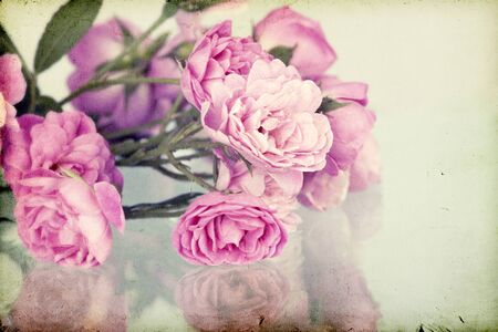 Pink roses on vintage paper backgroundの写真素材