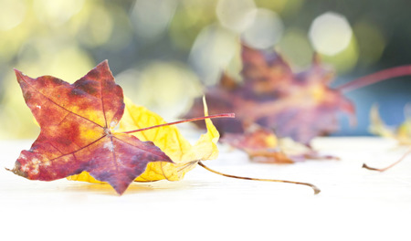 Colorful background of autumn leaves