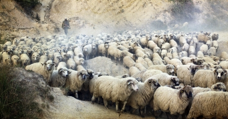 Vintage photo of shepherd herding his flock of sheep 
