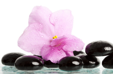 Black spa stones and pink flower on white background の写真素材