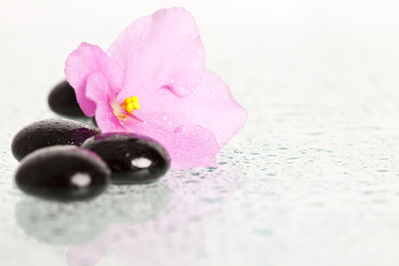 Black spa stones and pink flower on white background の写真素材