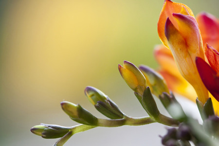 Close up on freesia flowers flower の写真素材