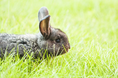 Rabbit bunny baby in green grass in the garden 