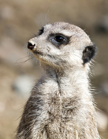 Portrait of funny meerkatの写真素材