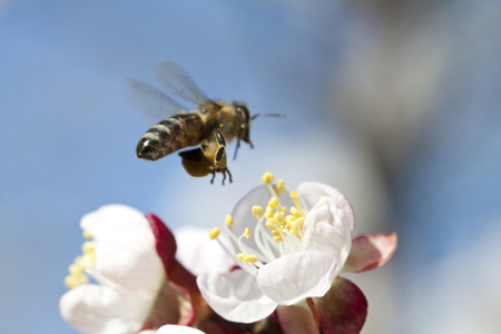 Honey bee enjoying peach blossom on a lovely spring day