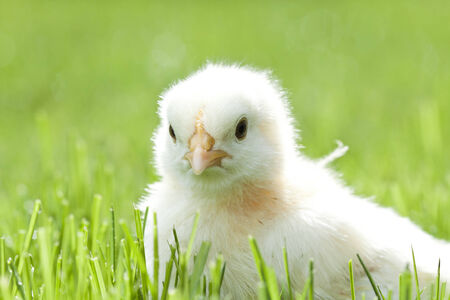 3 weeks old chicken in the green grassの写真素材