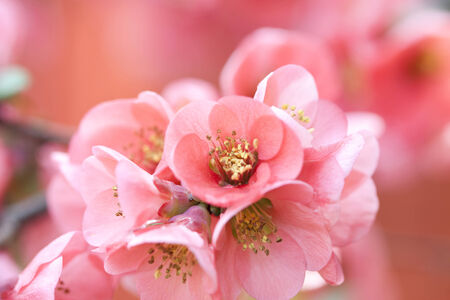  Close up on beautiful spring flowersの写真素材