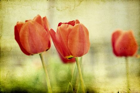 Red tulips on vintage backgroundの写真素材
