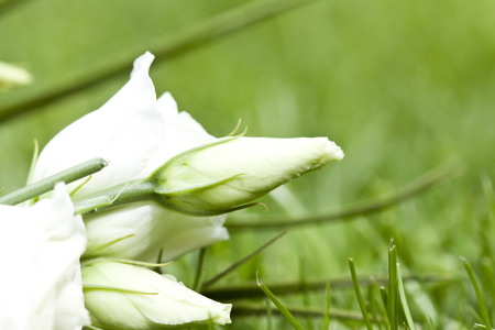 Bouquet of white rosesの写真素材
