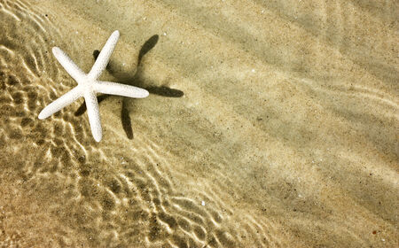 Starfish and waves on summer sunny beachの写真素材