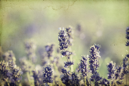 Vintage photo of lavender in the fieldの写真素材