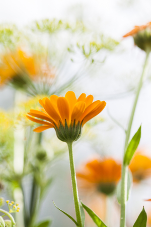Marigold (Calendula officinalis)の写真素材