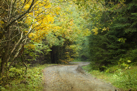 Curving dirt road in autumn forest
