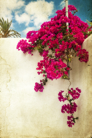 Vintage photo of beautiful flowers on a white wallの写真素材
