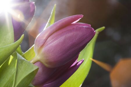 Purple tulips with dew